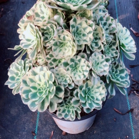 罗***爸无花朵迈巴赫有一个伤口58号