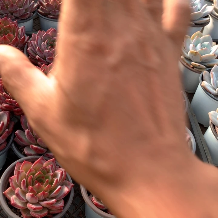 夜魔侠带盆土两单包邮