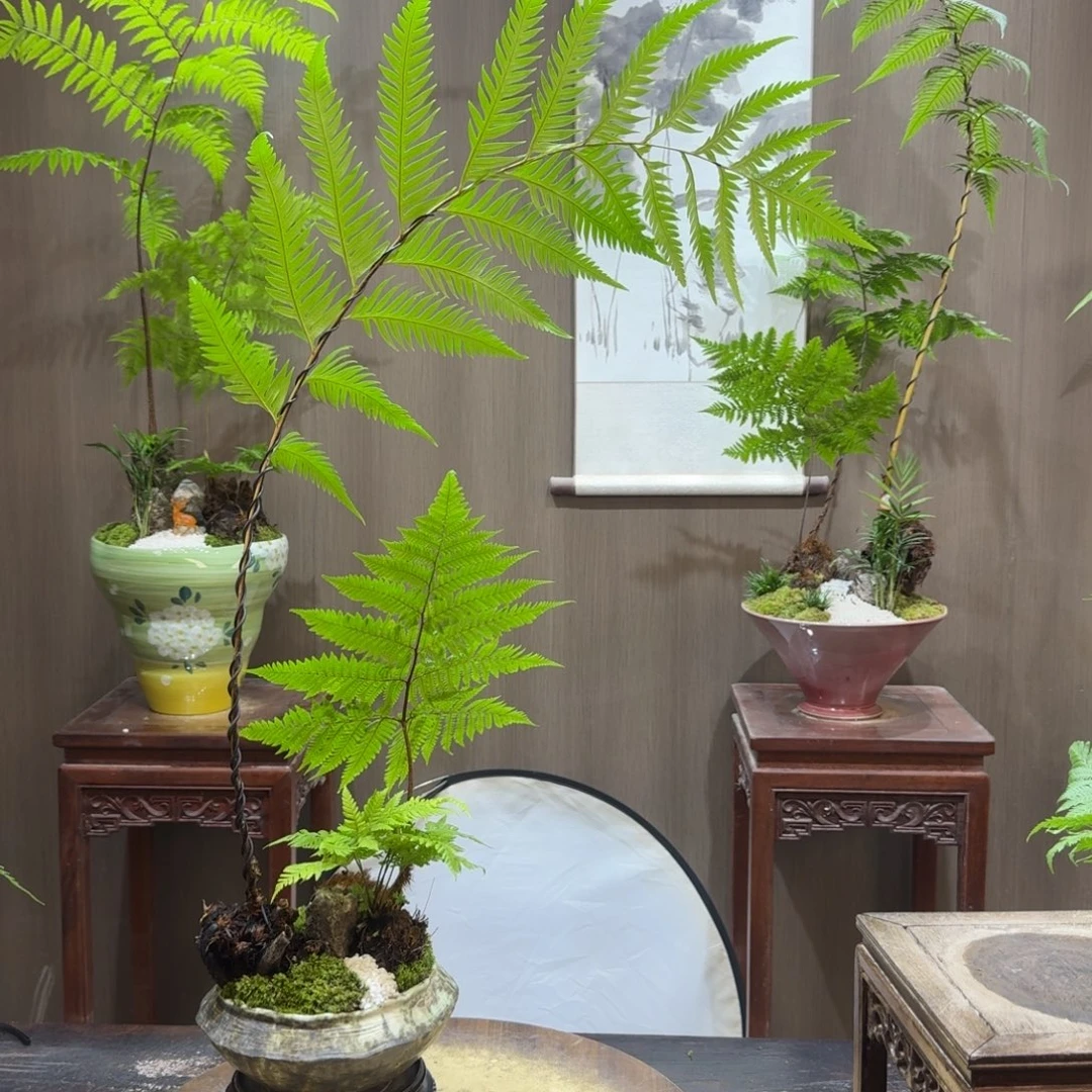 杨***、无花朵蕨类植物一物一拍