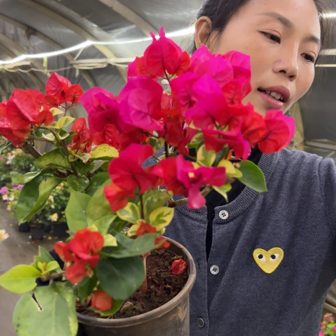 完全开放完全开放（拉菲泰）会落花落叶会光杆苗有大有小