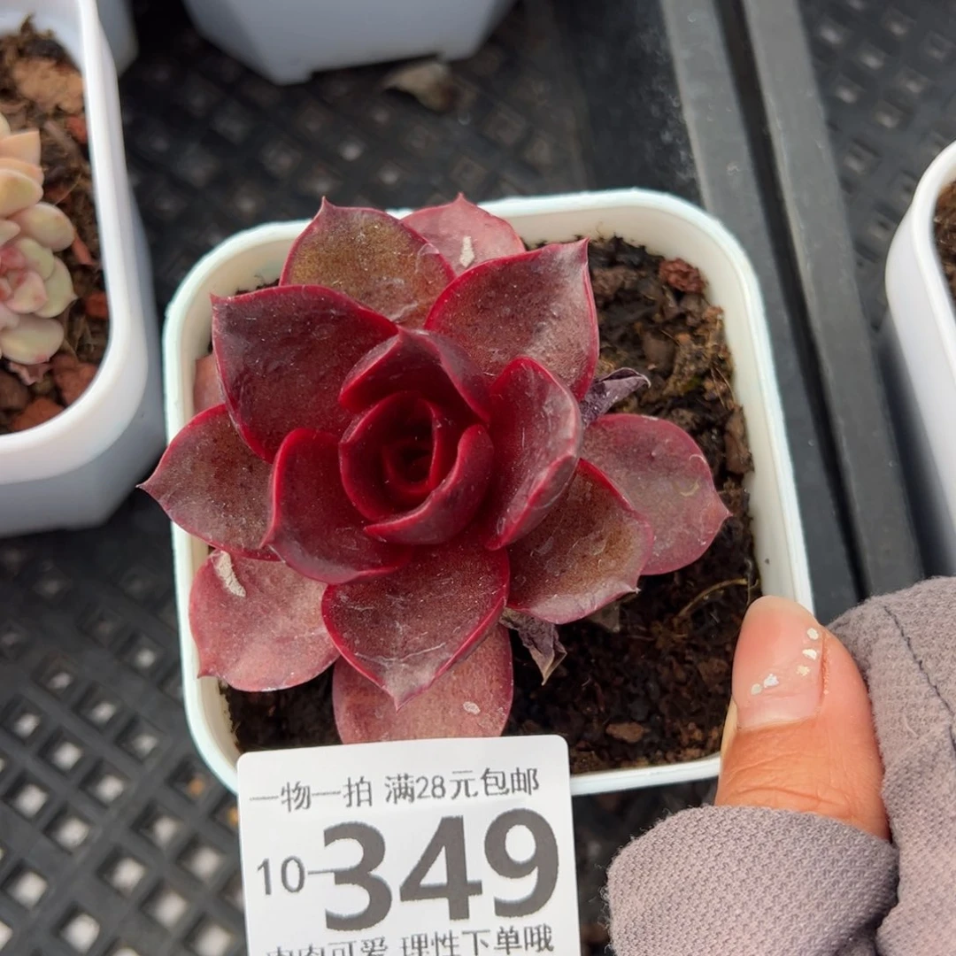 红灯多多肉多肉多肉多肉多肉多肉