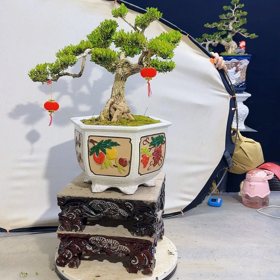 高端黄杨盆景艺术