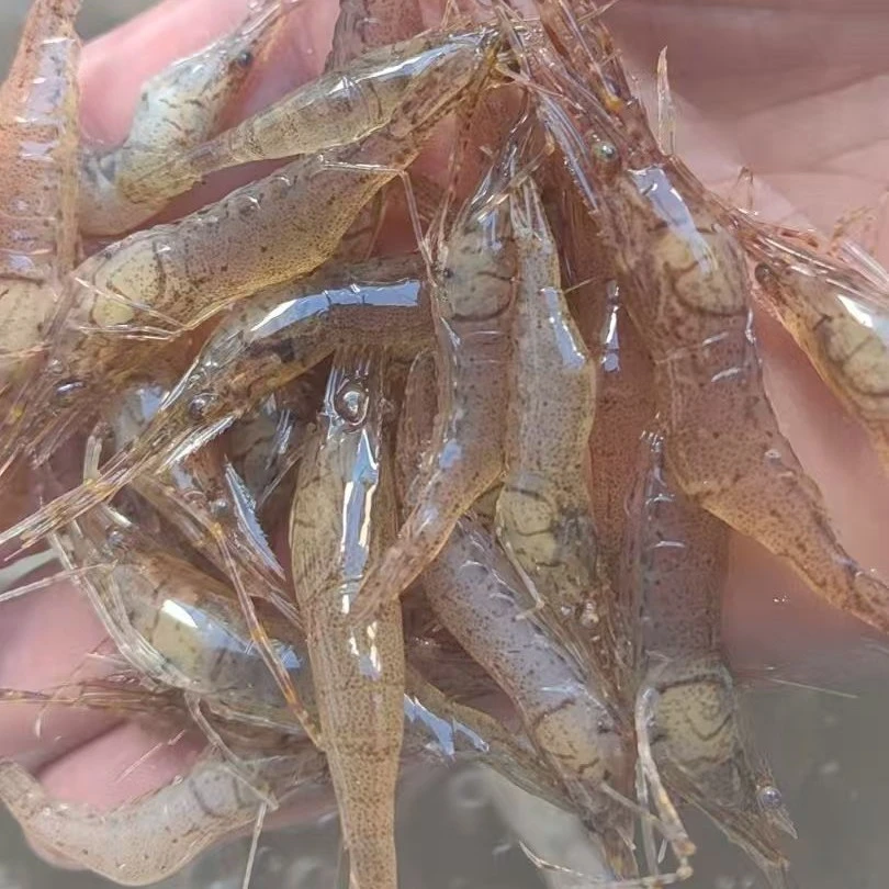 小米虾（清水小米虾）