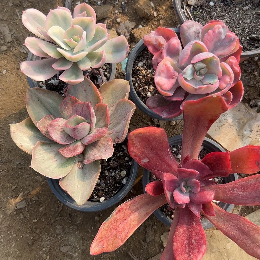 多肉植物四颗肉肉