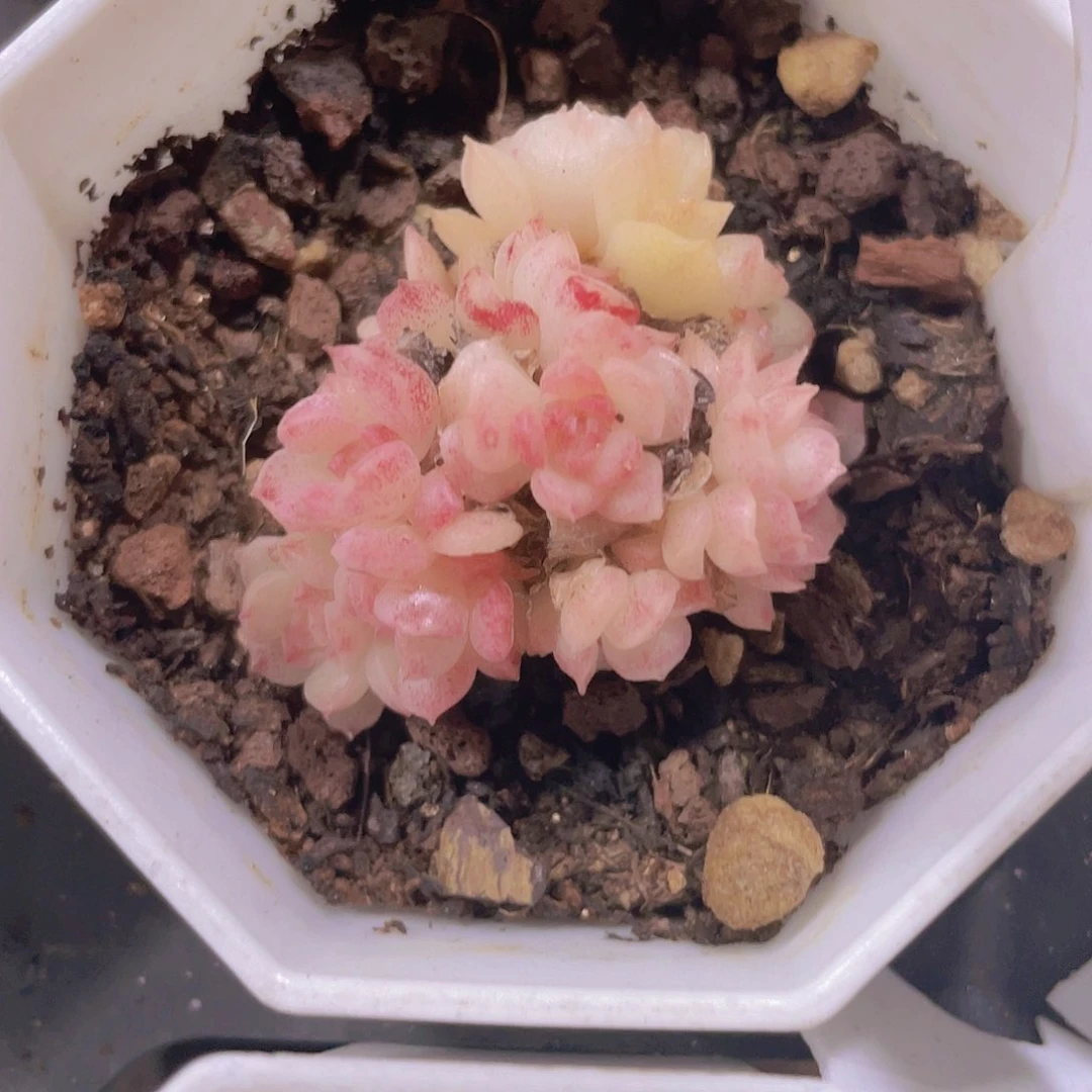 樱花麦秆w055一物一拍