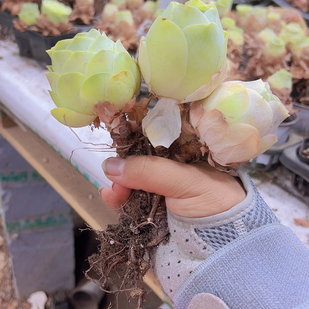 大包子3个19包邮玫瑰