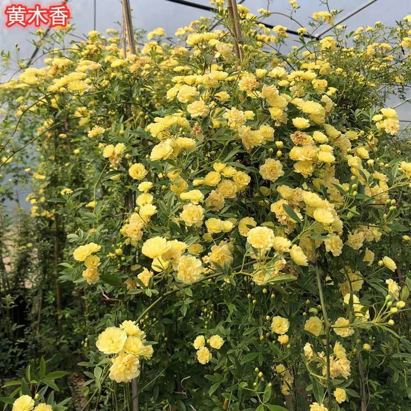 黄木香花苗爬藤植物庭院四季开花浓香重瓣盆栽树苗