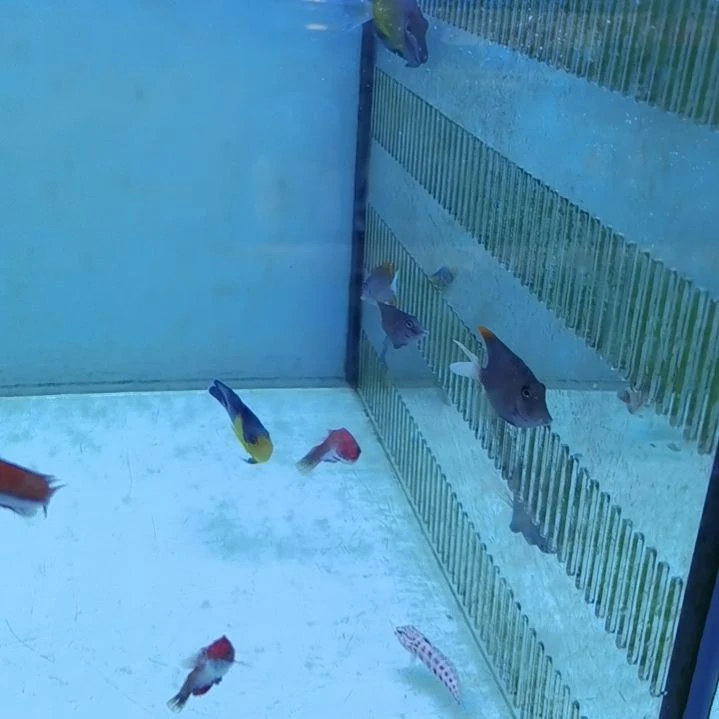 火箭吊海水鱼一条