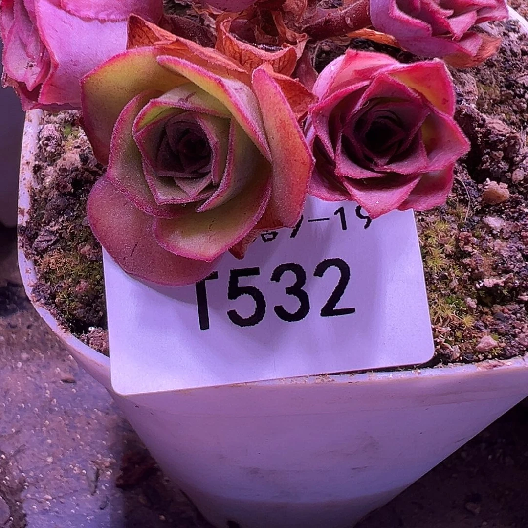 无**.若初x各种侧芽2个  T532