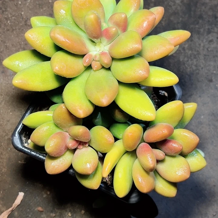 小鹿多肉一物一拍芒果奶