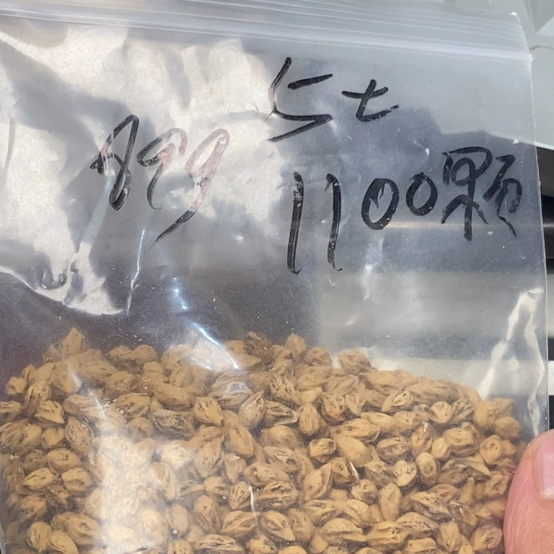 柏香籽/百香籽吊坠