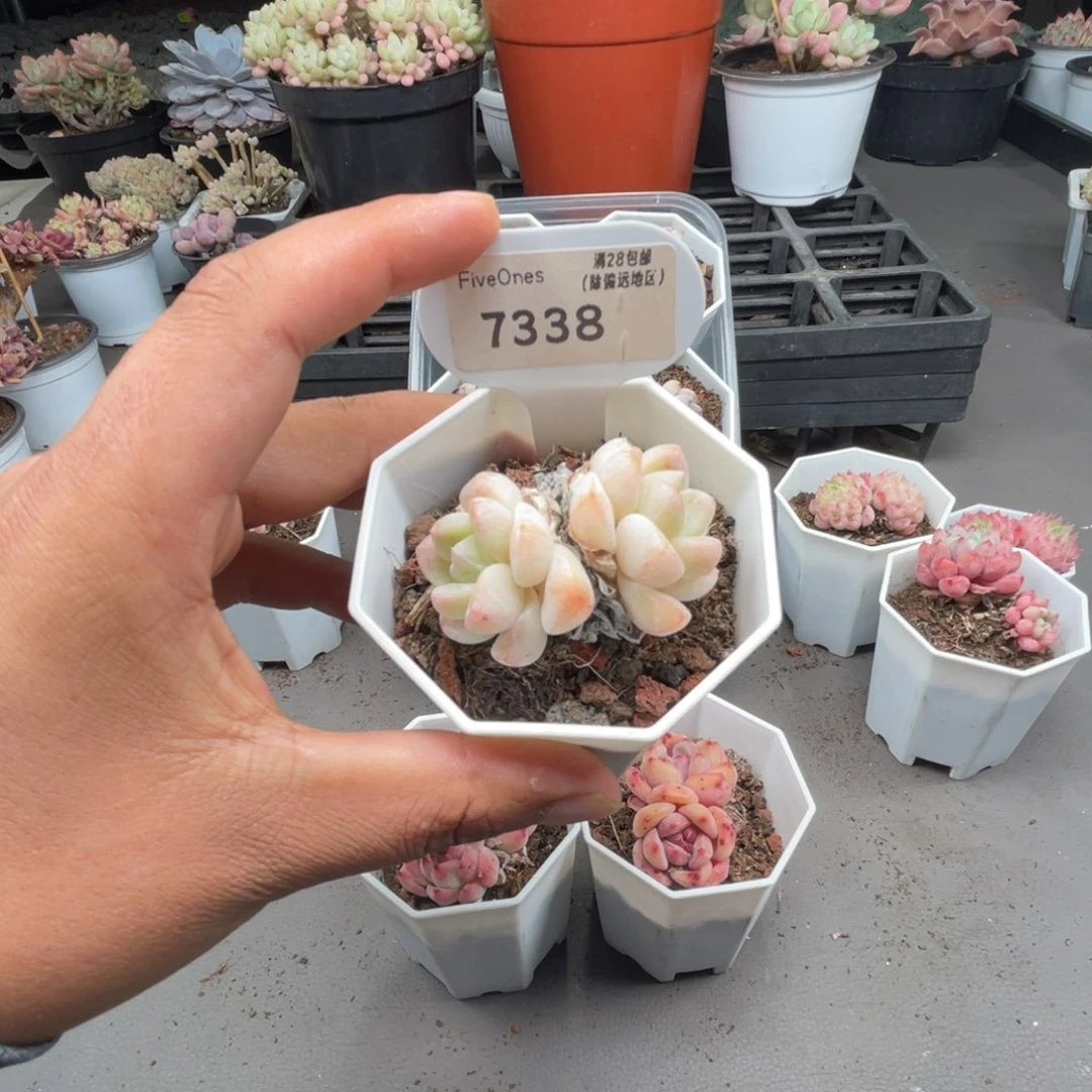 7338冰玉5.0厘米