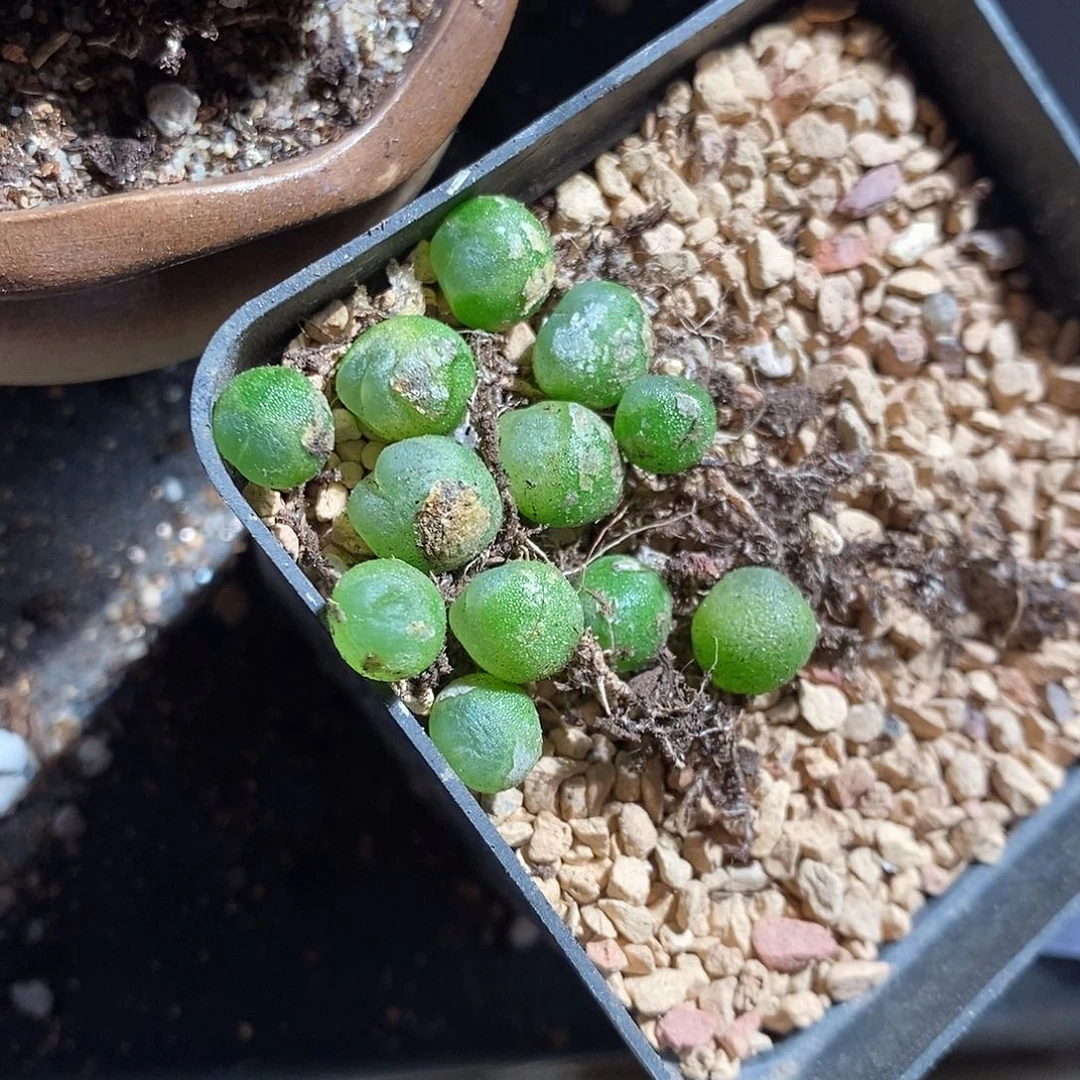 20312。   一组紫皮拉登。