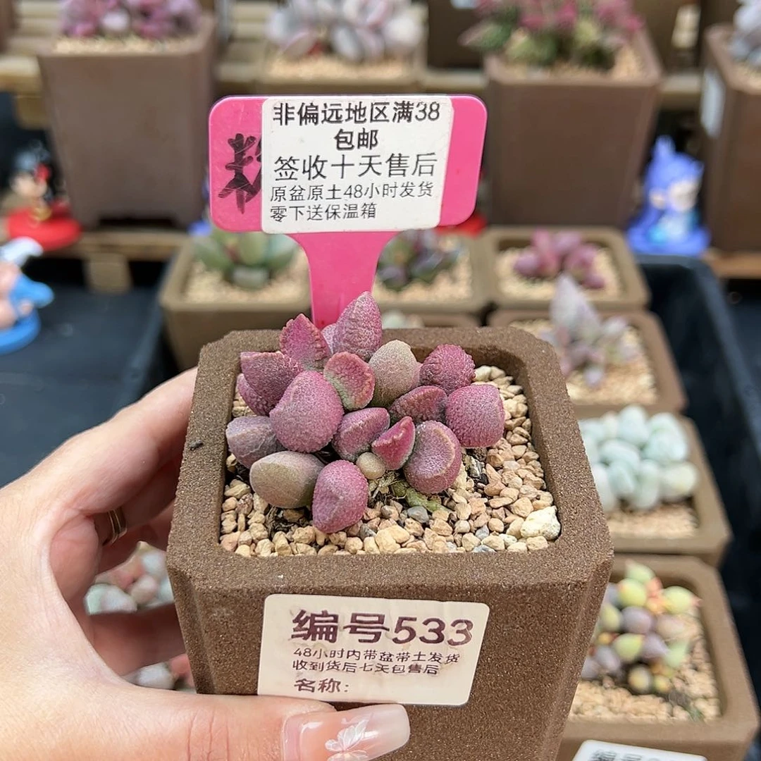 533赛猪肝多肉植物