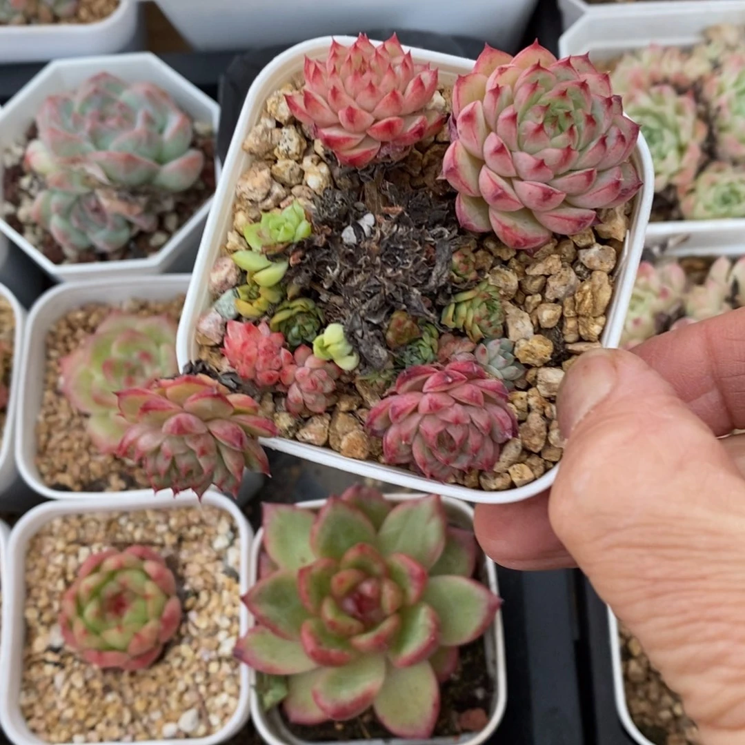 精品多肉一物一拍不包整53