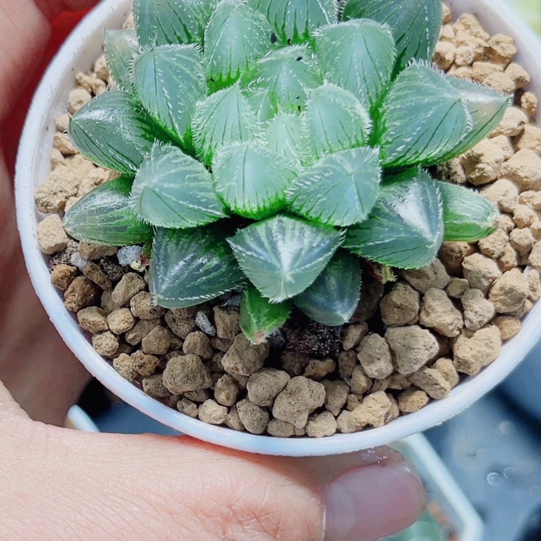 蓝精灵多肉植物666