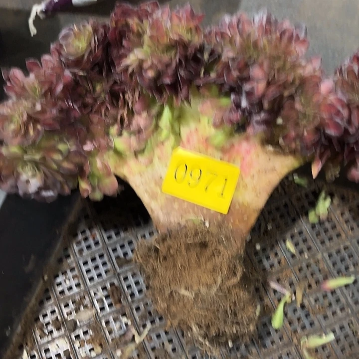 人****辰多肉植物福利971