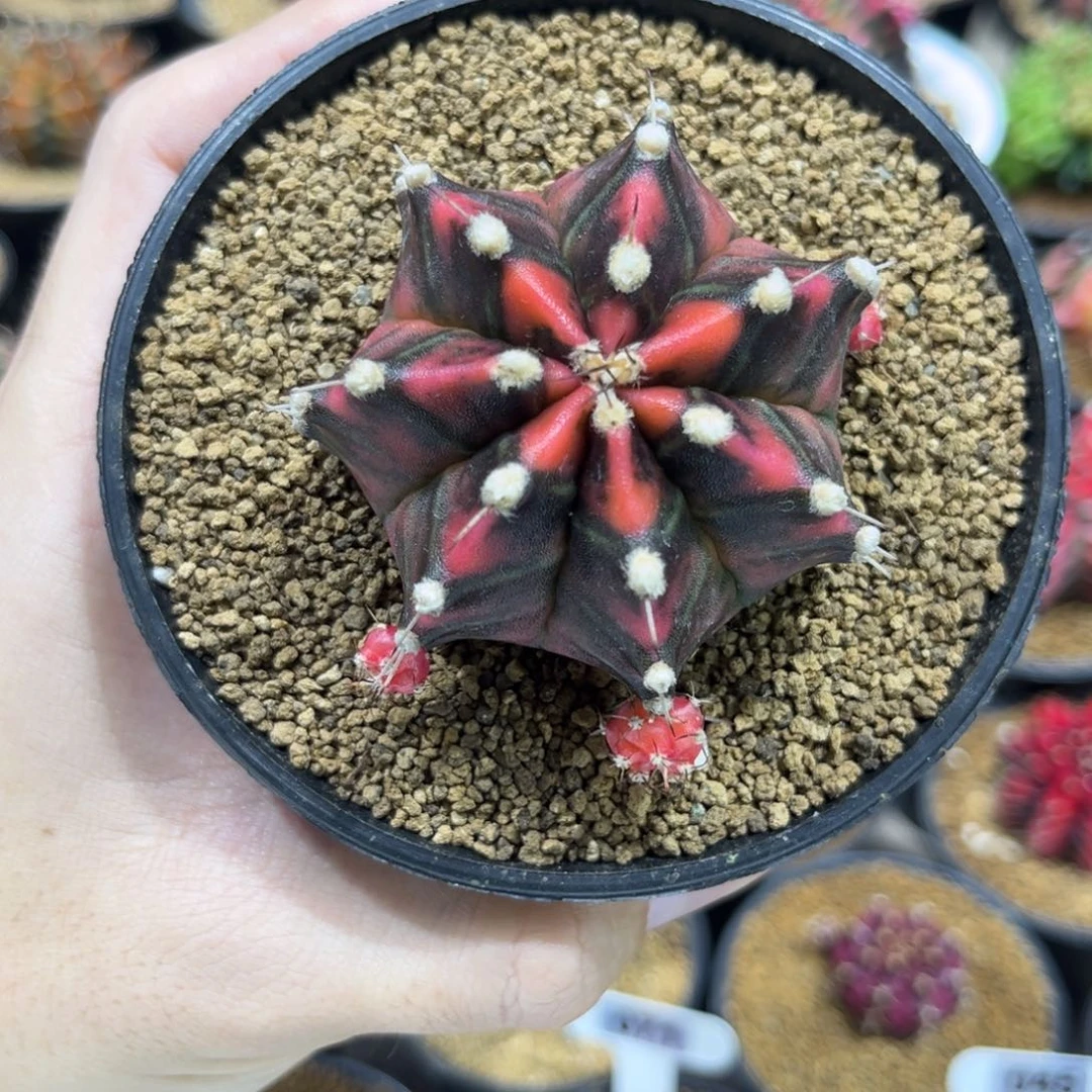 实生根全品——————-