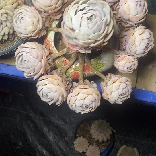 小****友158///////////////