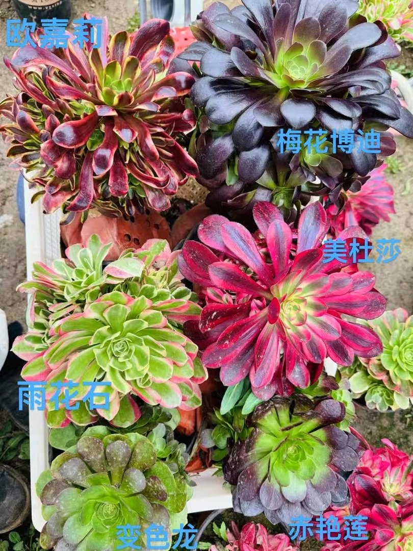 女神节爆款 6棵套餐法师手捧多肉植物室内盆栽 精品花卉进口好养