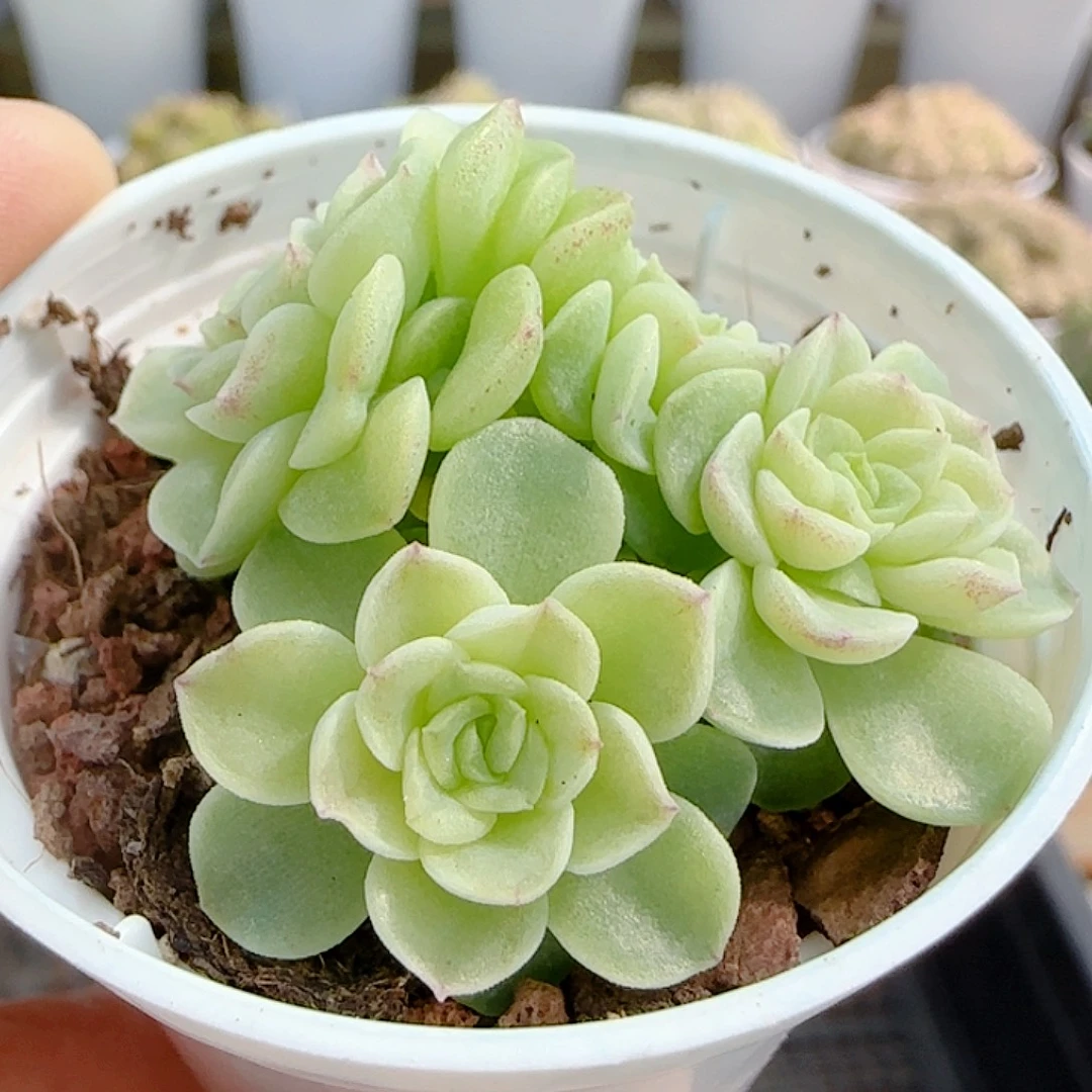 1113-172（优选麦杆）