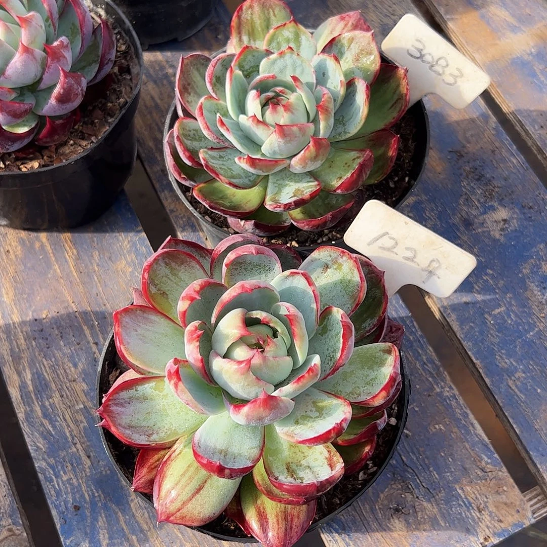 虞****惊鸿仙子1224.3083号