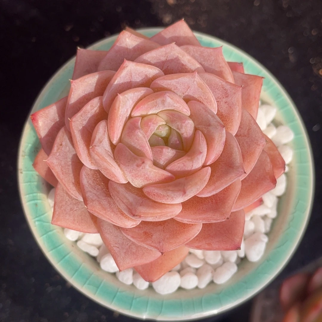 多肉植物盆栽多肉