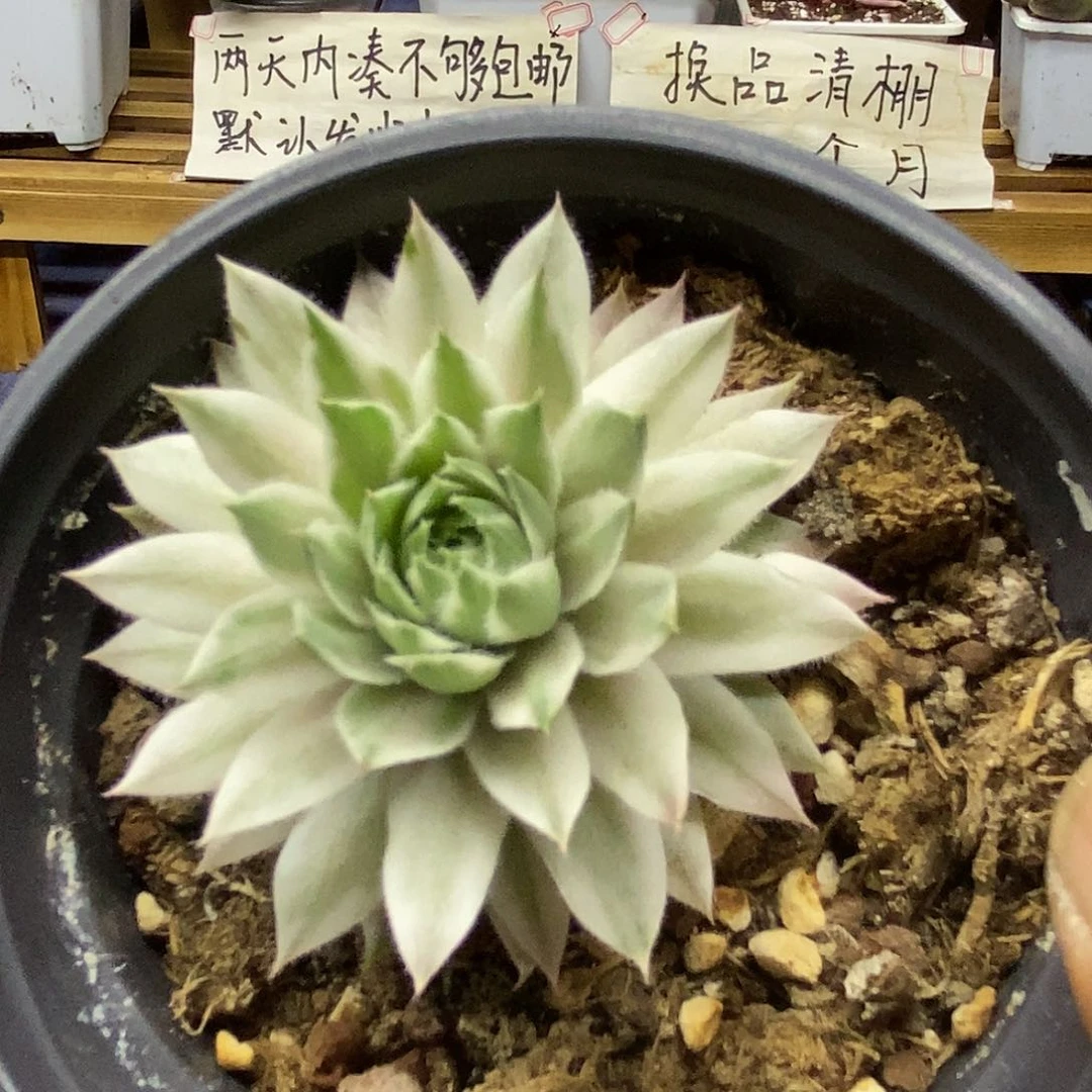 2973 长生草白覆轮锦