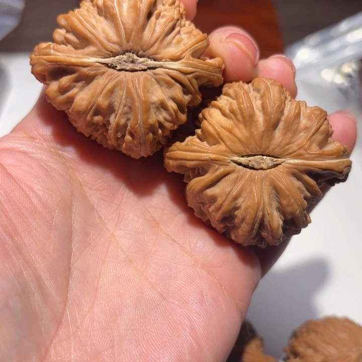 e***核桃48尺寸白狮子