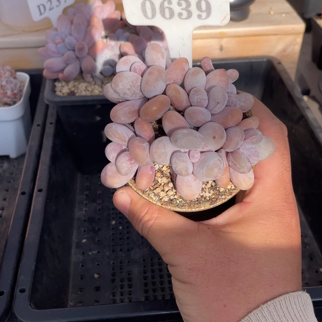 0639奶酪不带盆10厘米