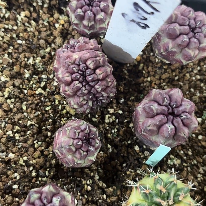 208-0529泰国发货多肉