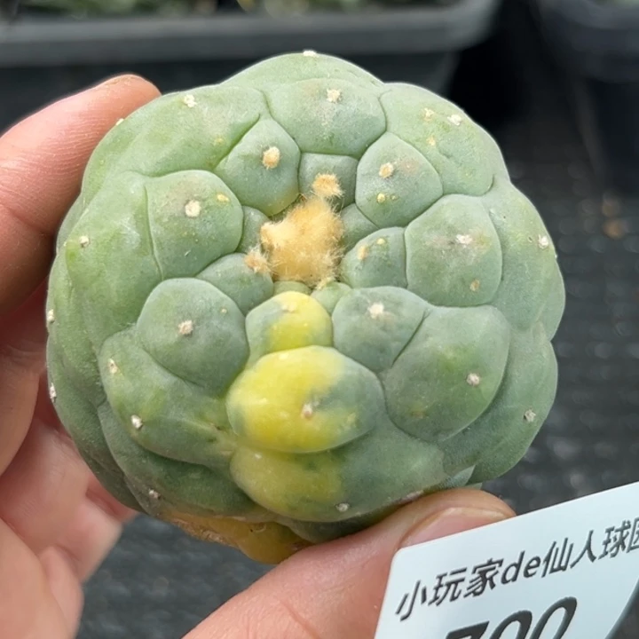 700可发货可帮发根