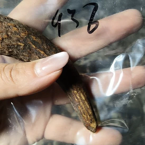 老***8非金属无鹿角鹿角鹿角鹿角鹿角鹿角
