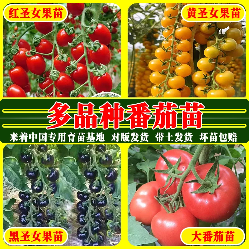 易种植番茄苗千禧红圣女果高产黄黑圣女果西红柿秧苗易成活籽子种