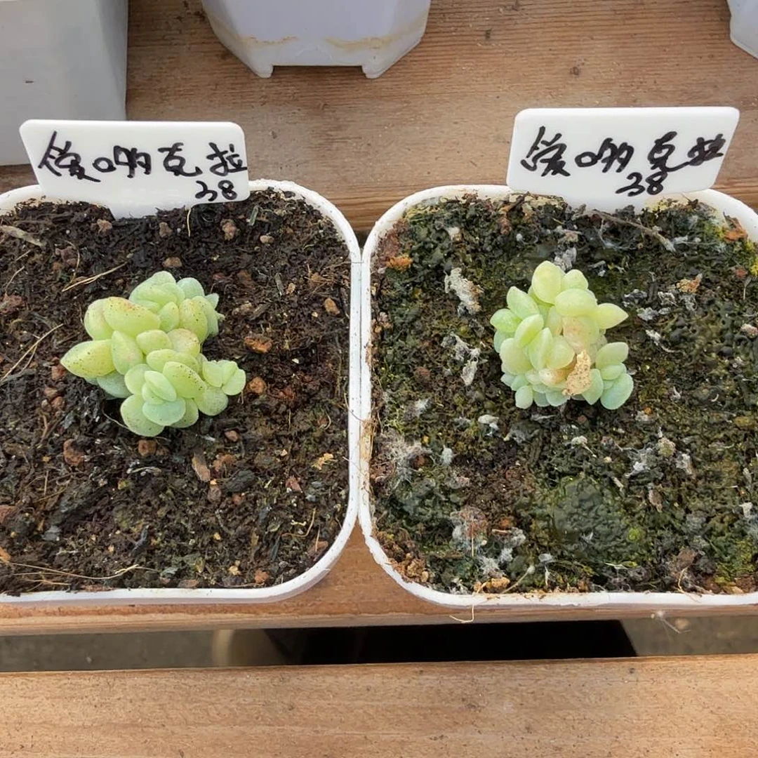 克拉专拍冰玉石化群2棵