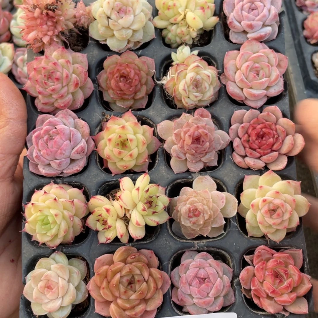 一物一拍20颗小苗22-147