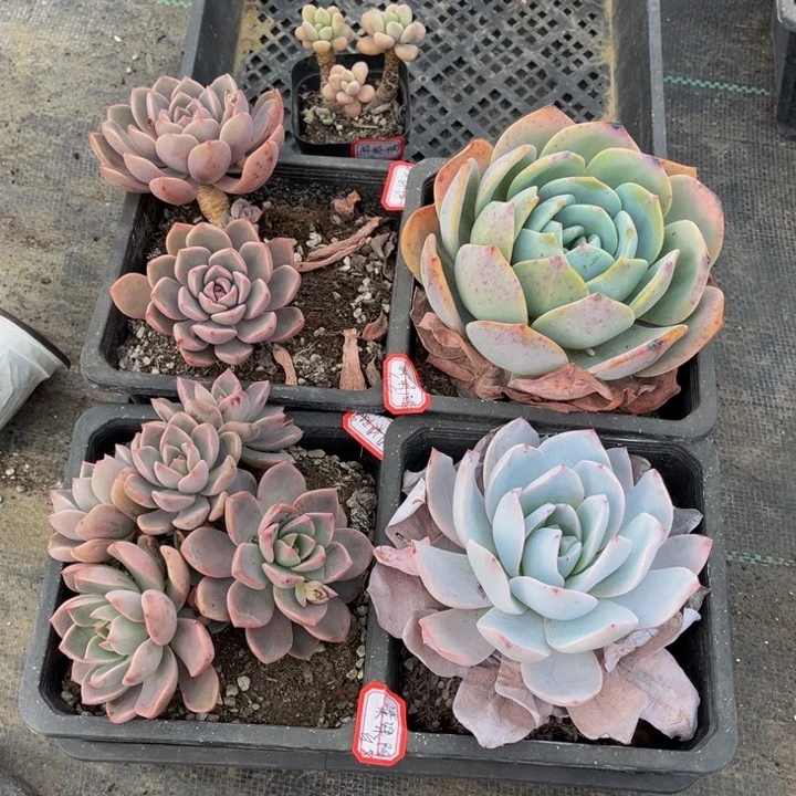 梁****肉花斑露粉佳人两凤橙白莲