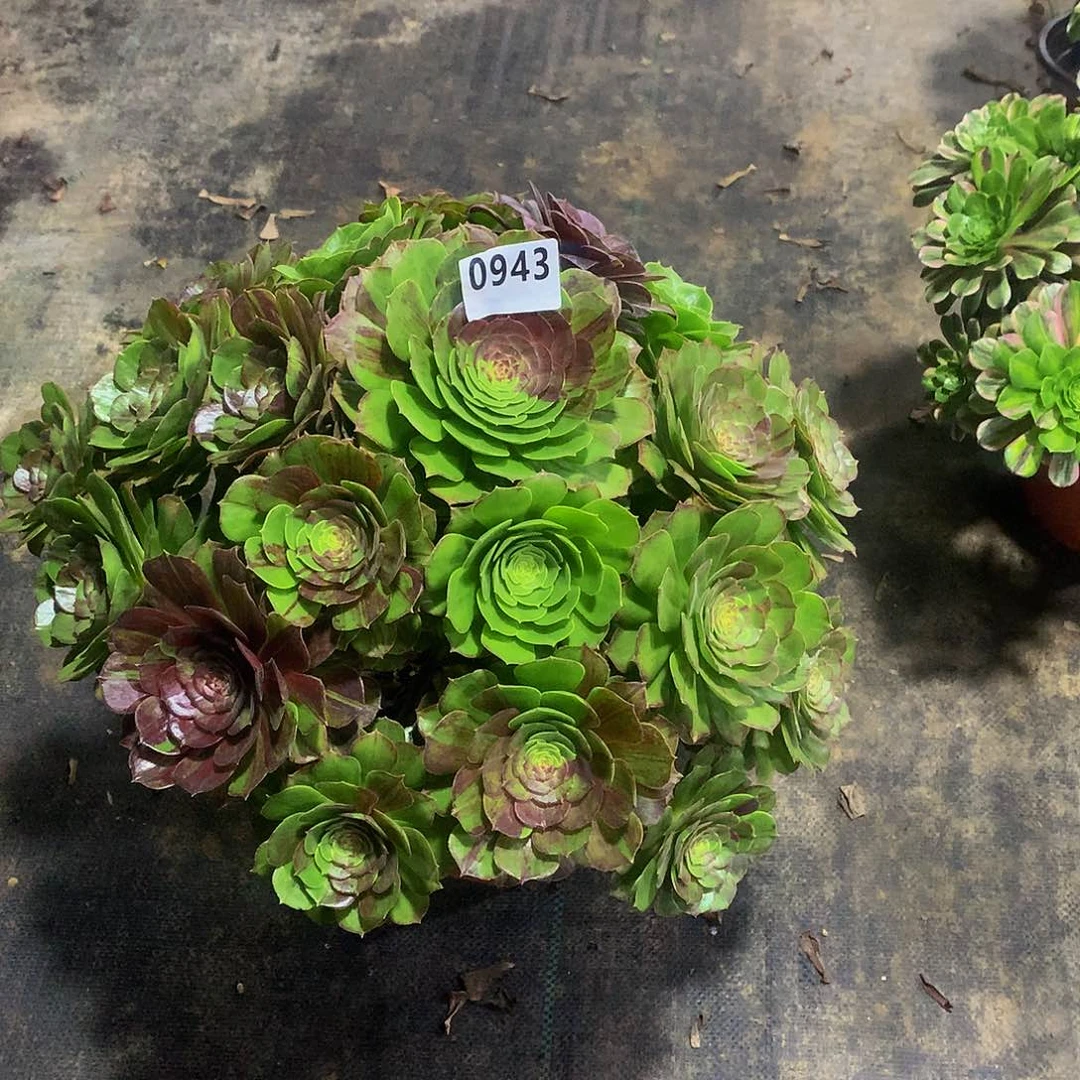 未*～943花8888888888多肉