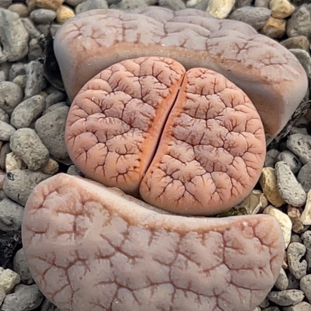 8962睫毛铁189一颗