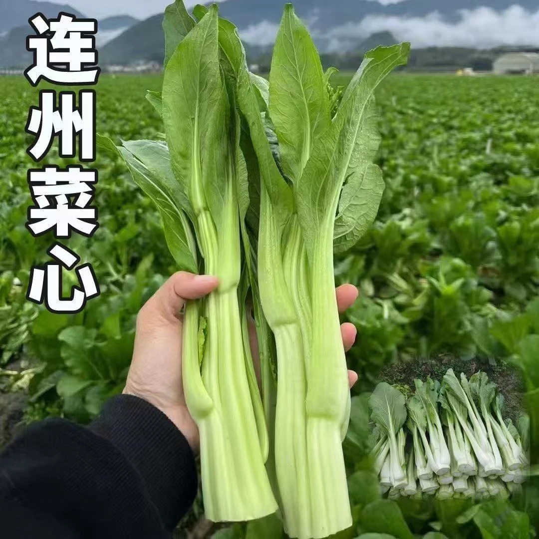 【连州甜菜心种子】四季阳台可种植花盆泡沫箱小院盆栽