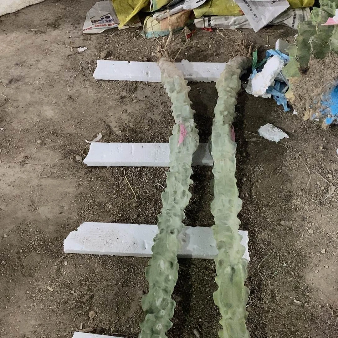 丰***收上帝阁高125公分左右一物一拍