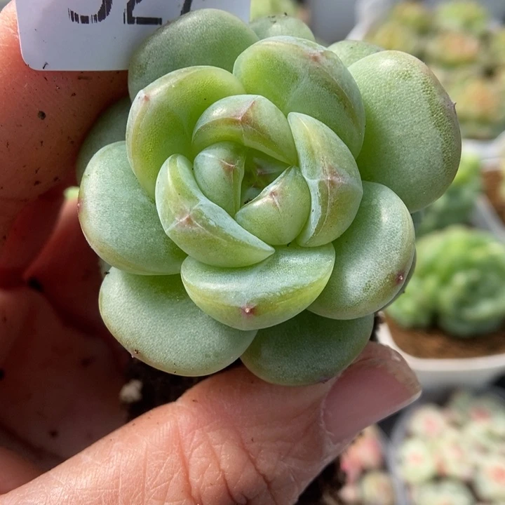 一物一拍一物一拍1115-527