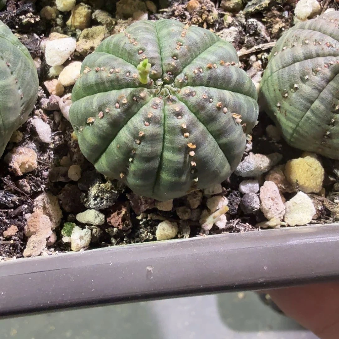 S7海星西瓜布纹球多肉植物