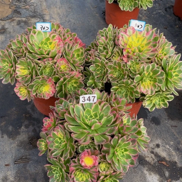 347老庄多肉法师海鲜