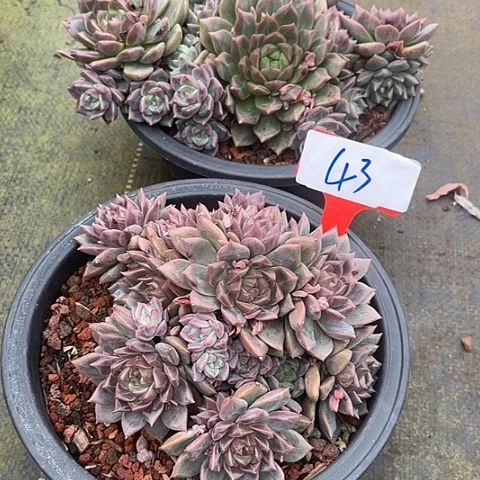 43单妮尔带盆2个多肉