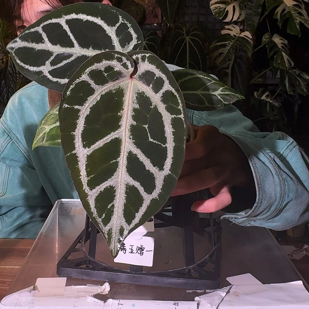 不开花植物B44skg银红杂黑刷