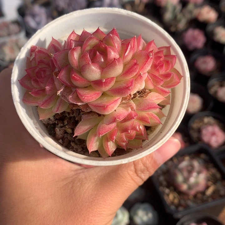 精控女王群不包整