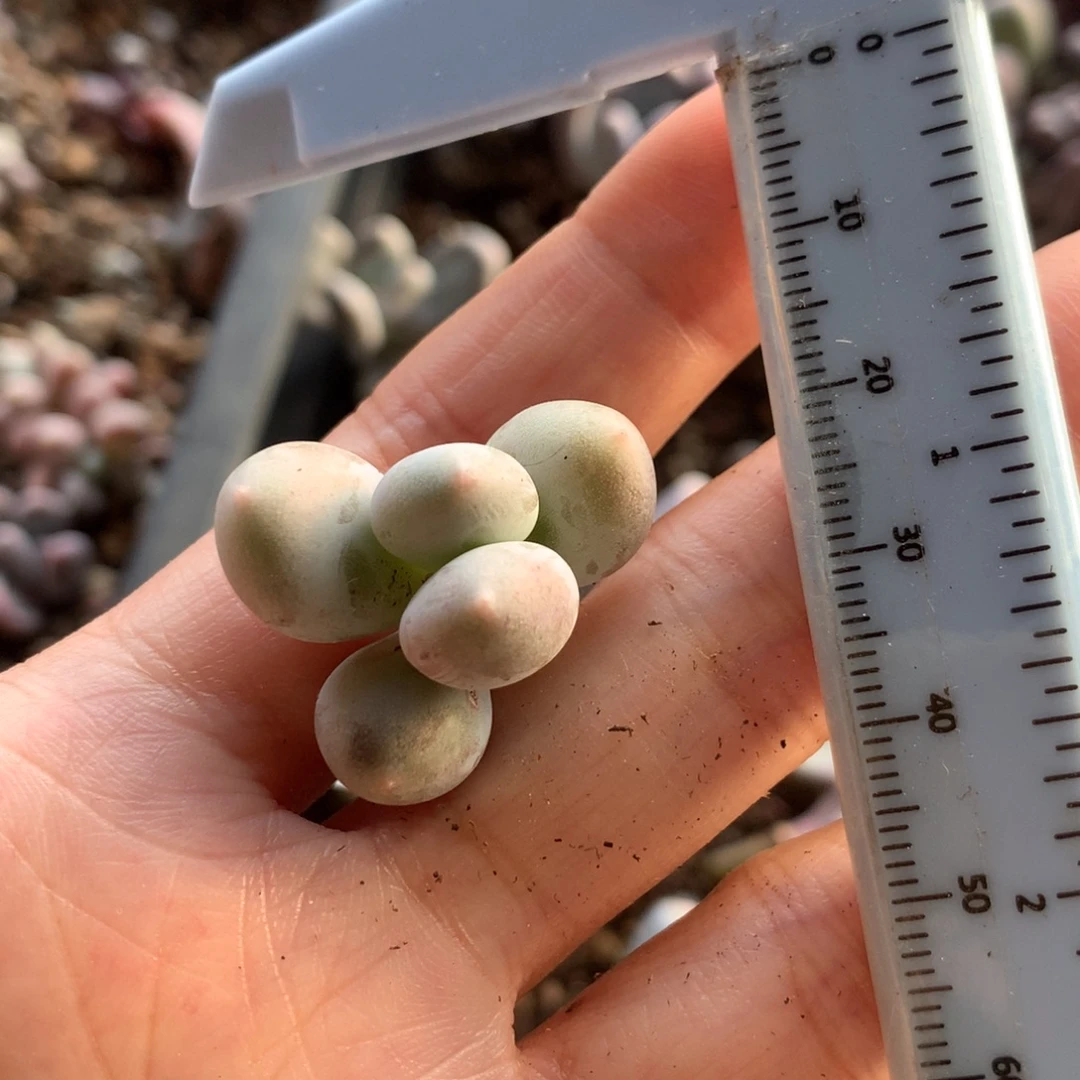 白大叶鸡蛋 不凑满28元发一片叶 不售后 到付