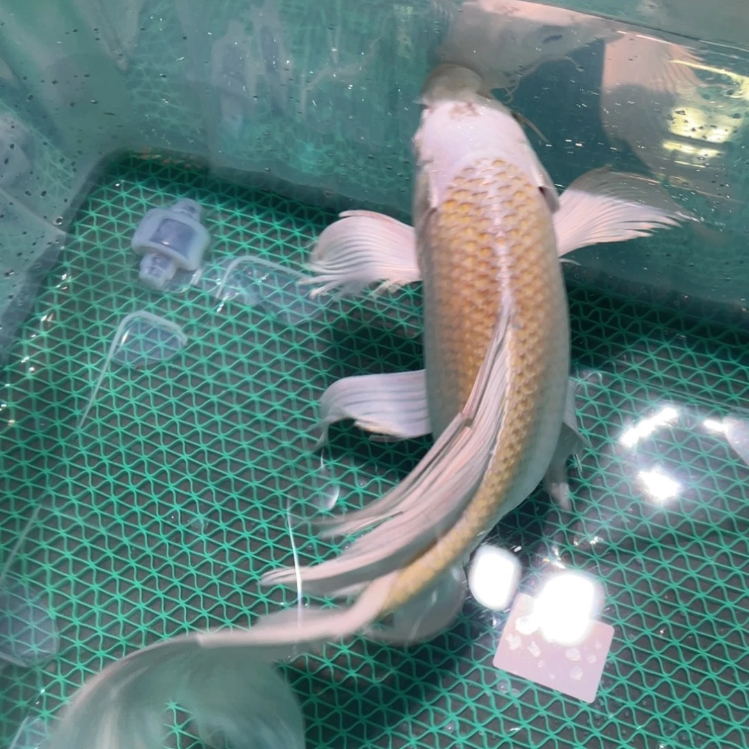 锦鲤锦鲤蝴蝶鲤鱼包邮