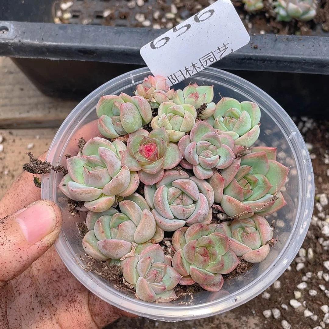 吃***基多肉植物多肉植物656